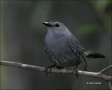 Gray-Catbird;Catbird;Dumetella-carolinensis;one-animal;close-up;color-image;nobo